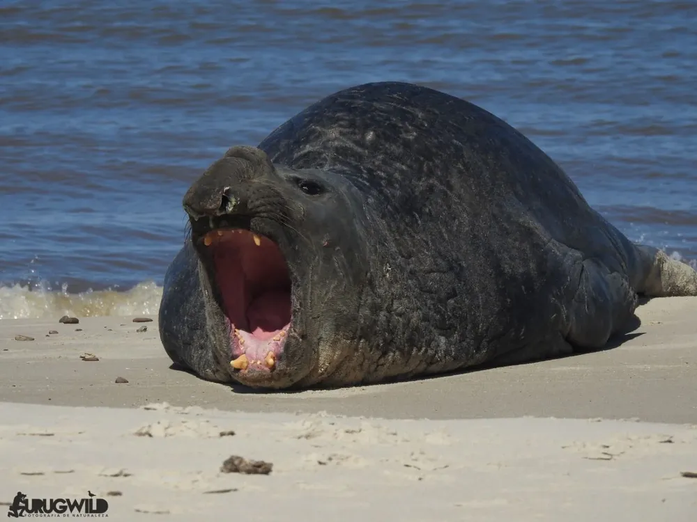 Elefante marino austral. Se trata de “Fred”, un elefante marino que estaba siendo monitoreado por científicos brasileños desde 2015 y que él identificó y fotografió en 2018 en las costas uruguayas (y eso ocupó lugar en noticias de medios locales que usaron la foto con el sello de Urugwild).