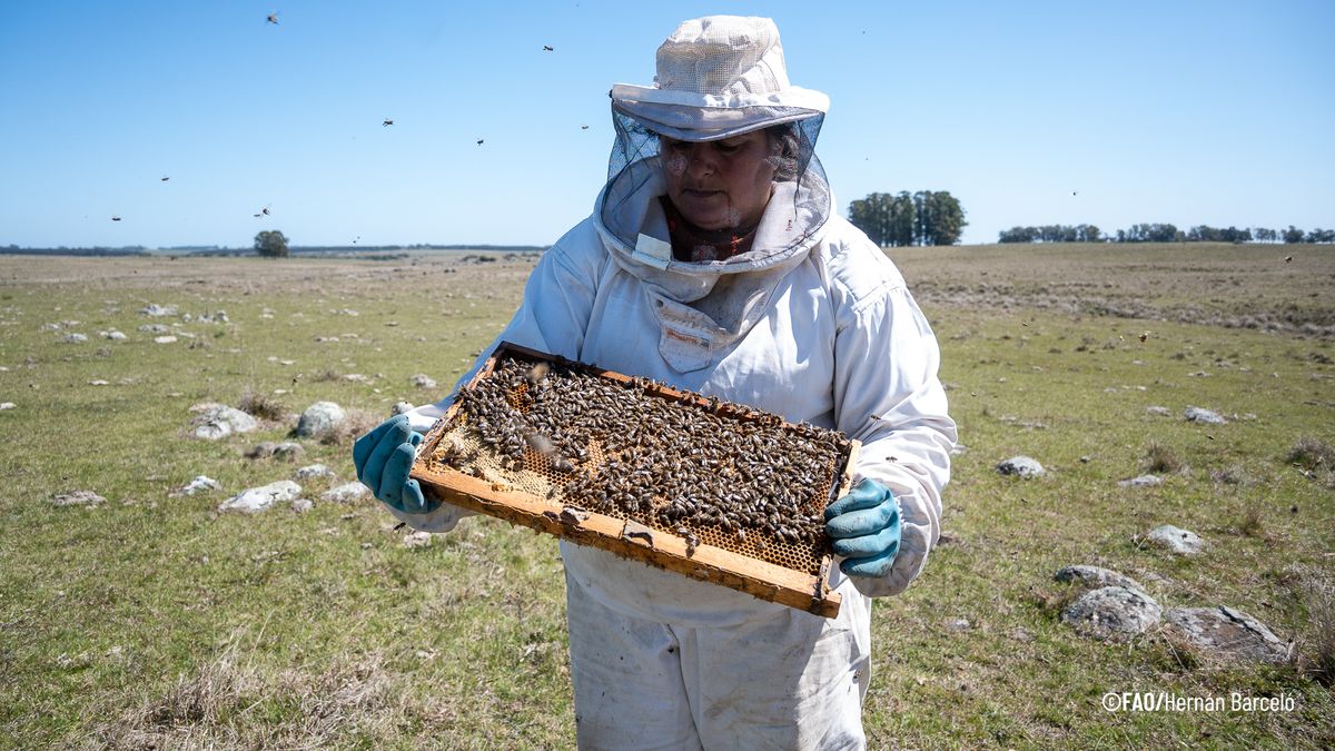 FAO eligió a María Laura Rodríguez, apicultora uruguaya, como una de 100 heroínas