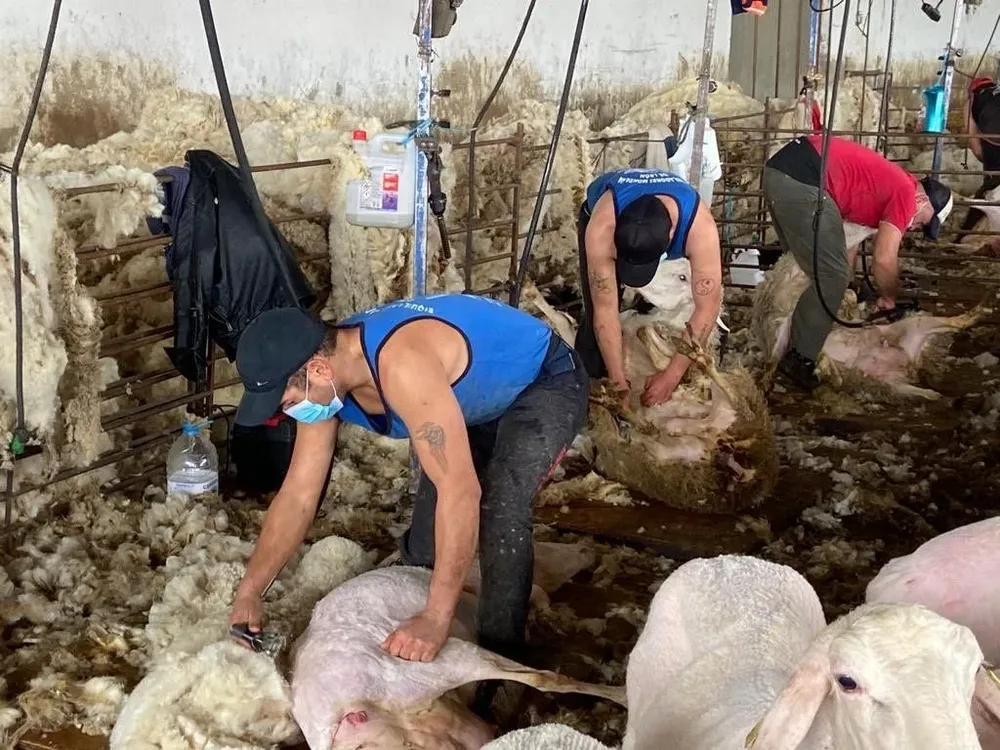 Esquiladores trabajan de tapaboca y a distancia para cuidarse del covid-19.