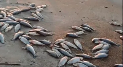 aparecieron cientos de peces muertos en playa pocitos: a que se debe