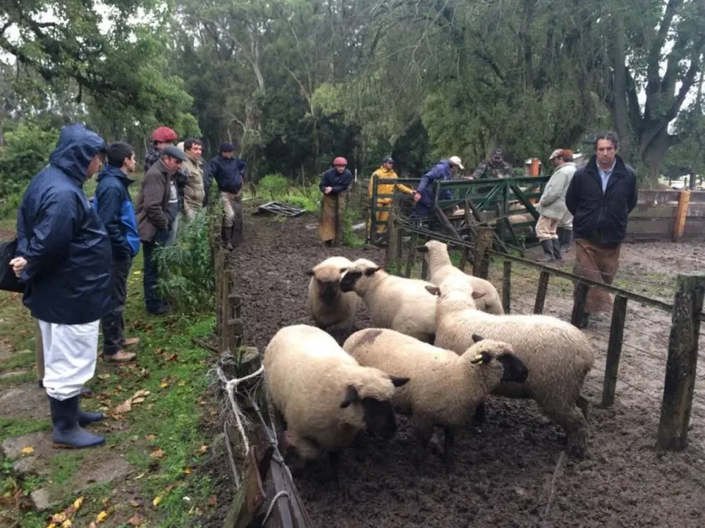 Criadores de todo el país con los caramora en Anchorena