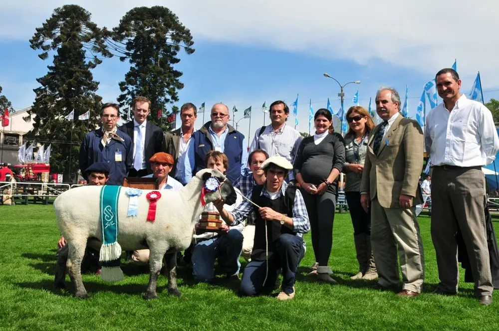 El Gran Campeón Hampshire Down en la Expo Prado 2013