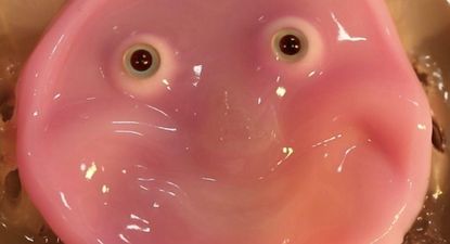 Los científicos se inspiraron en los ligamentos de la piel humana para lograr un prototipo de robot que puede sonreir.