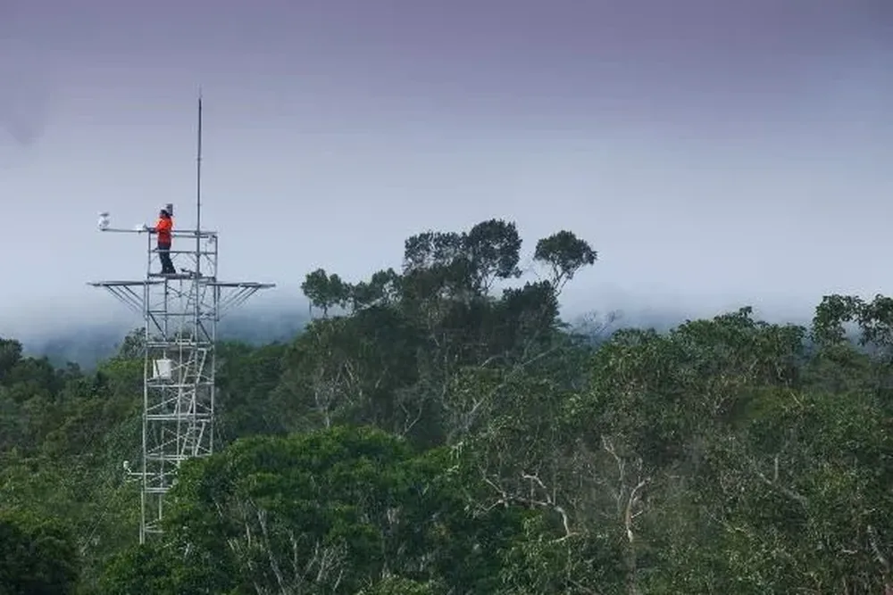 Anillo de torres para tener información continua de la selva