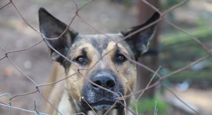 Siete perros fueron rescatados de un predio de AFE