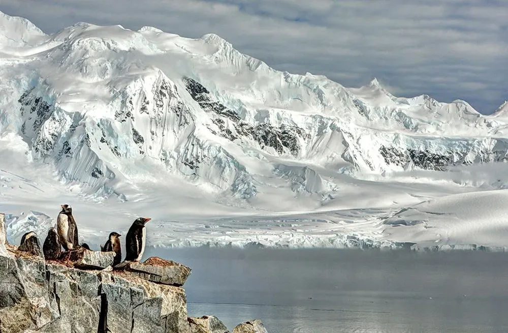 Pinguinos en época de reproducción