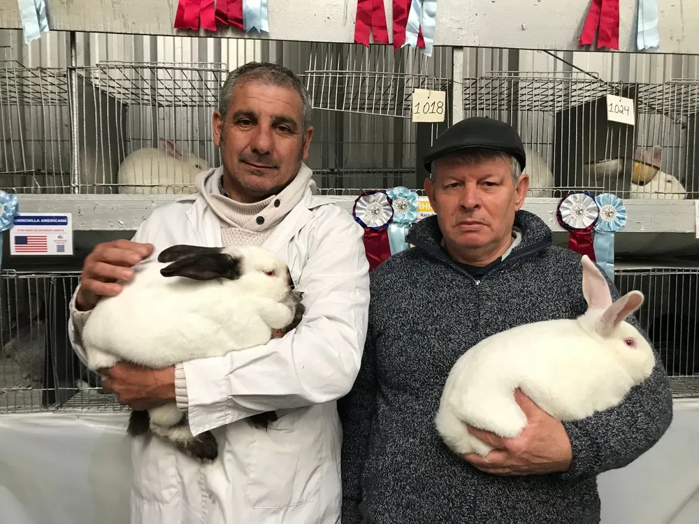 Gustavo Zícari y Dardo Dutra con los mejores conejos de la Expo Prado 2021.