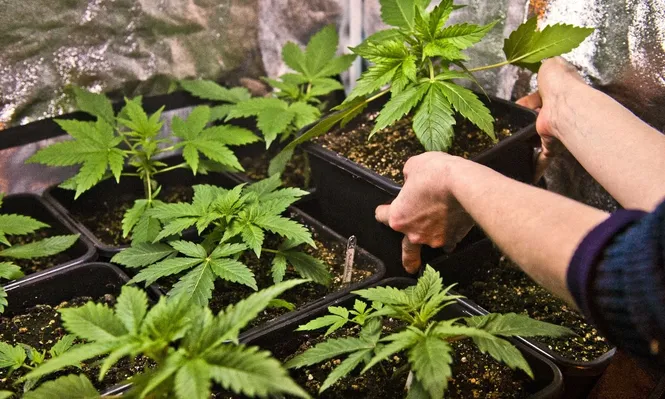 Otro negocio para el cannabis medicinal: Uruguay como hub de distribución regional