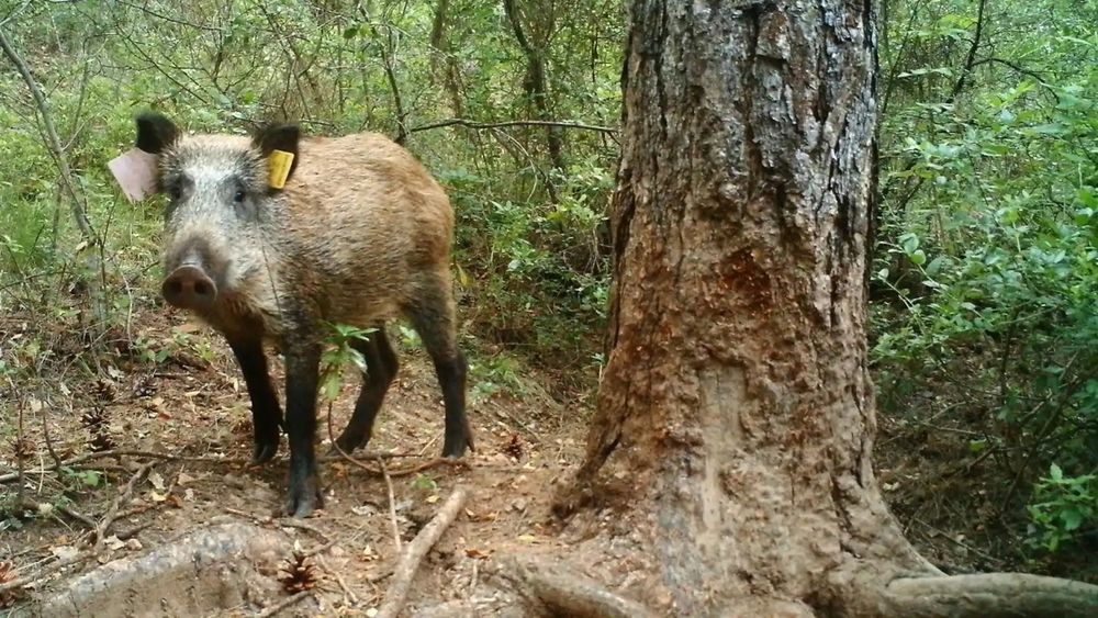 peste porcina africana