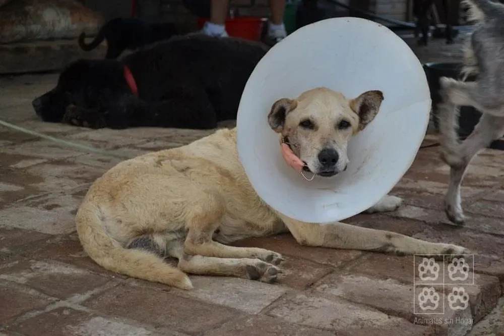 Una semana después de haber sufrido el accidente, Hope ya contaba con fijadores externos para su mandíbula, que le permitirían la recuperación