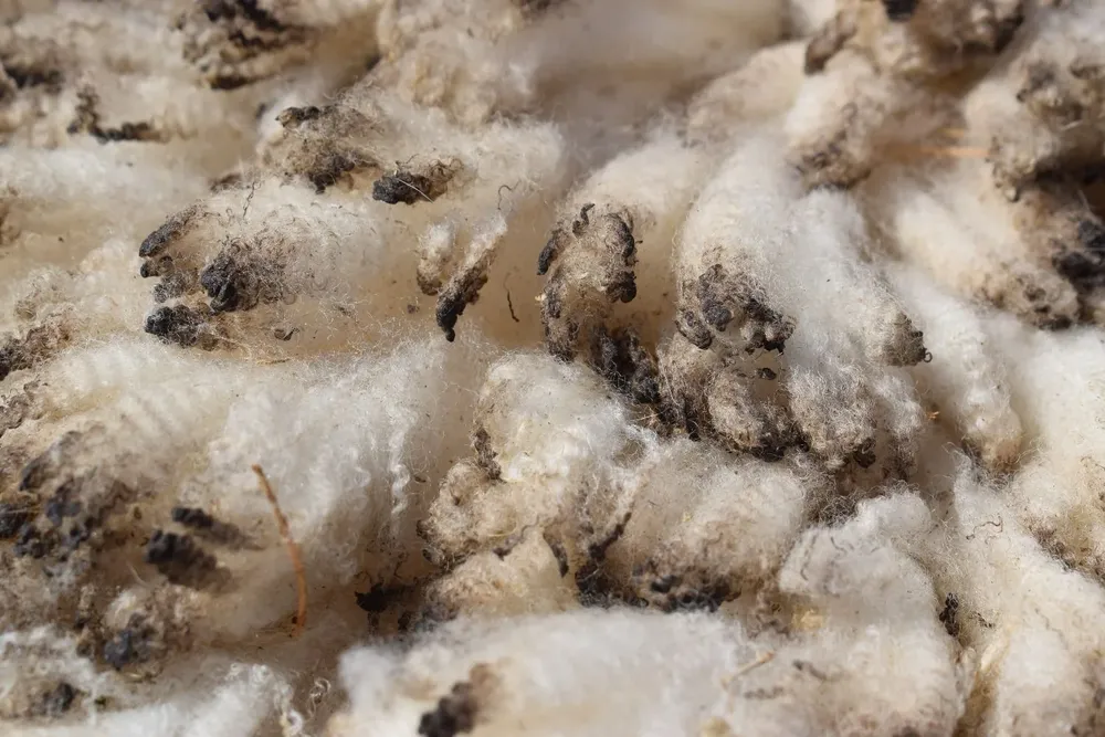 Mercado lanero: no logra estabilizar un nivel adecuado al interés de productores, industriales y otros actores del sector.