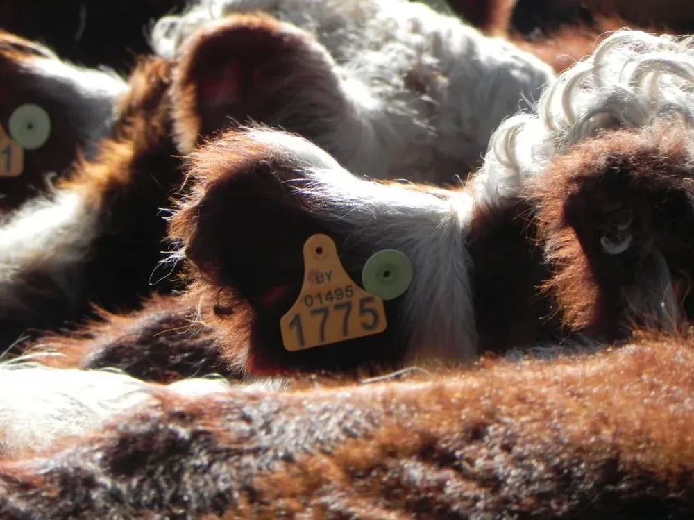 Proponen incorporar el ADN en la trazabilidad bovina