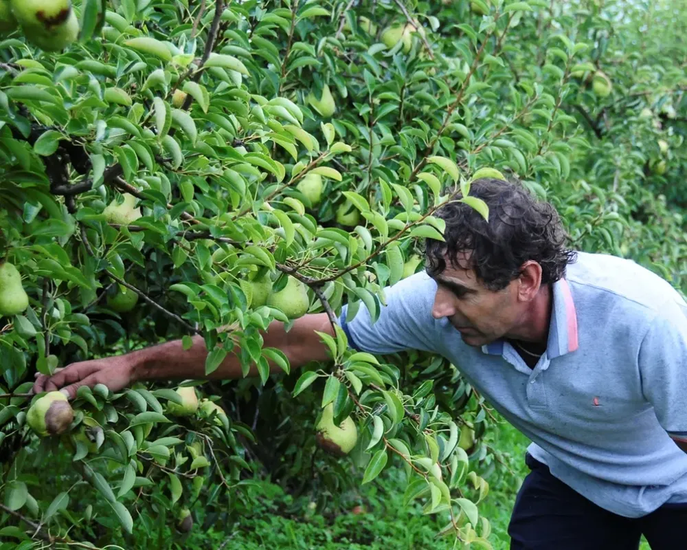 En ciertos rubros se adelanta la cosecha y habrá sobreoferta