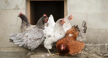 Decisión extrema: el Gobierno ordena confinar todas las aves de corral en España para evitar la propagación de la gripe aviar