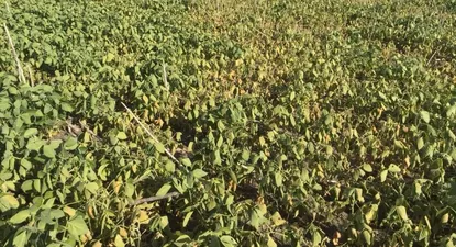 Falta de lluvias restará unos US$ 600 millones a zafra de soja respecto a 2017