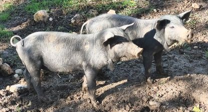el brote de peste porcina africana en barcelona se mantiene controlado y sin nuevos casos