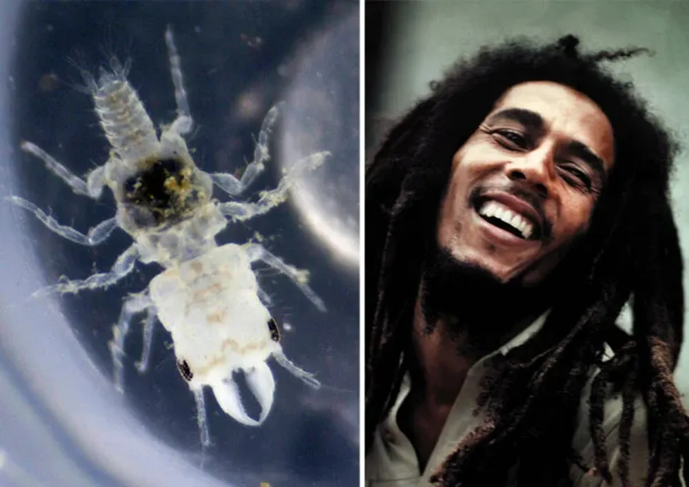 En un extraño homenaje, llamaron a un parásito chupasangre Gnathia marleyi, en honor a Bob Marley