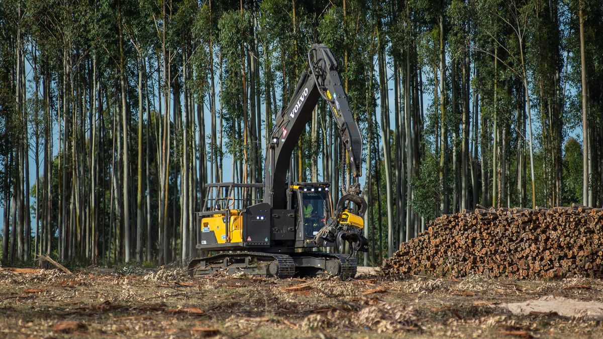 Juan Lacaze, esta semana y durante cuatro días, sede de la gran vidriera del Uruguay forestal
