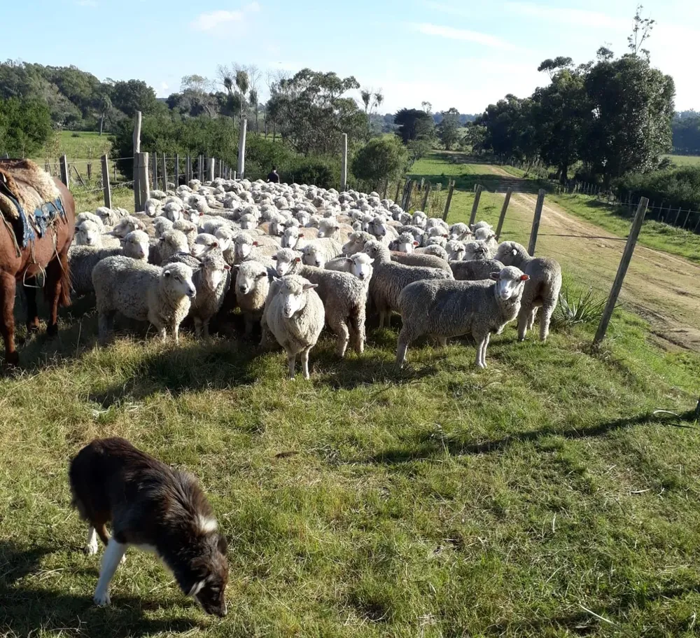 La majada de Guzmán.