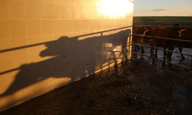 El consumo de leche en hogares argentinos disminuyó 5% en 2019 y es el más bajo desde 1990