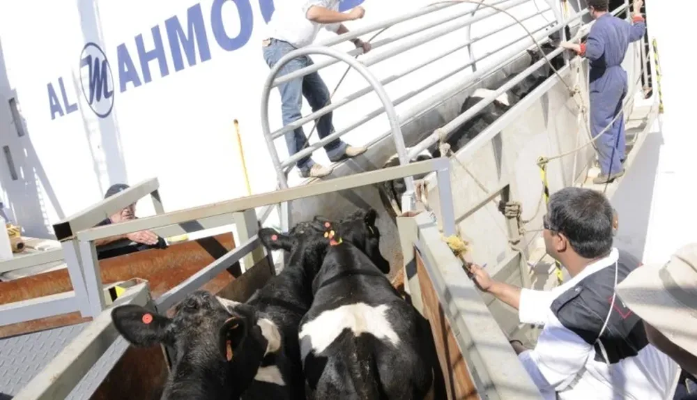 La venta implica a terneras que deberán pesar más de 200 kilos.