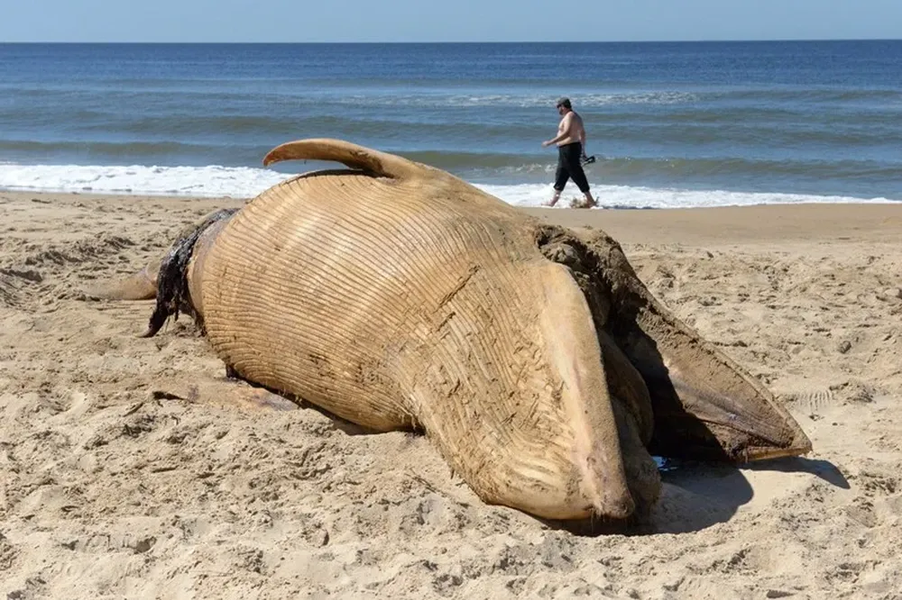 Aún se desconoce la especie de esta ballena, que encalló el miércoles en la Playa Brava de Punta del Este