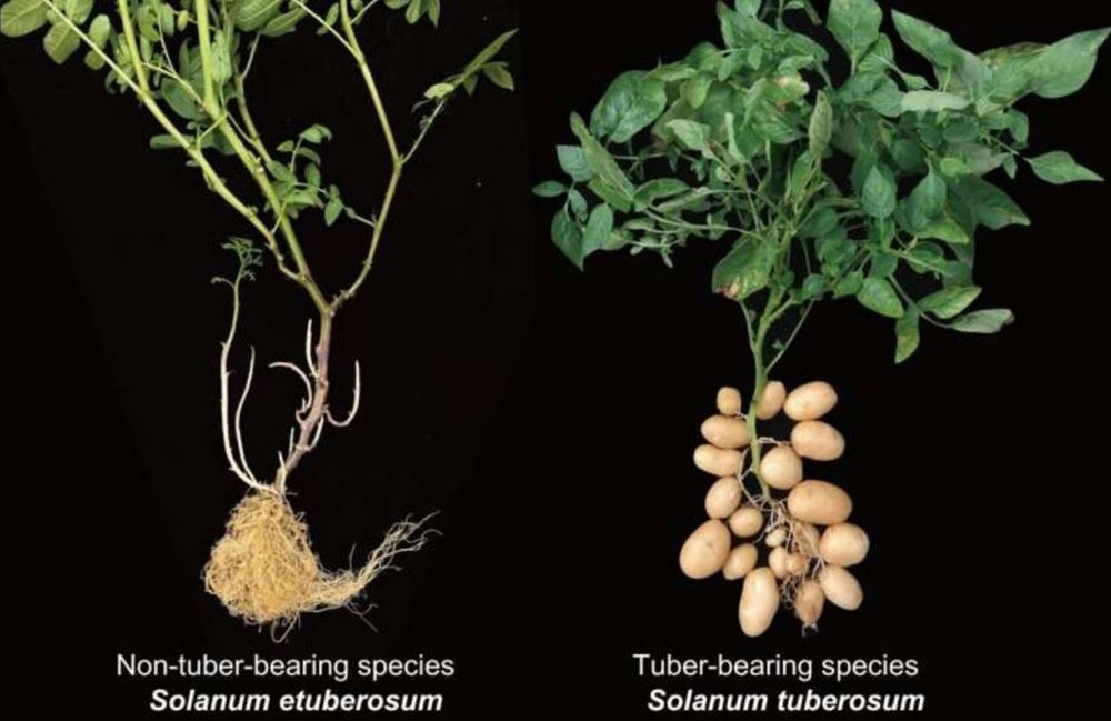 Especies de la planta de patata que producen y que no producen tubérculos. EUROPA PRESS.