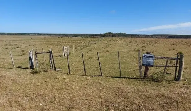 Campo en Paysandú de 73 hectáreas va a remate judicial