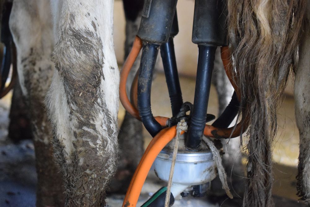 Concluye un ejercicio anual con buenos indicadores de remisi&oacute;n de leche.