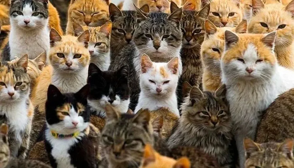 Australia le declara la guerra a los gatos.