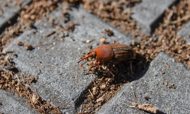 Una batalla ambiental silenciosa