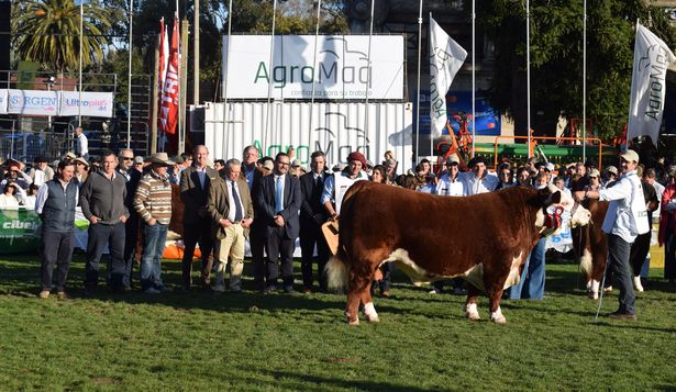 Expo Rural Prado: el Campeón Supremo y Gran Campeón Polled Hereford.