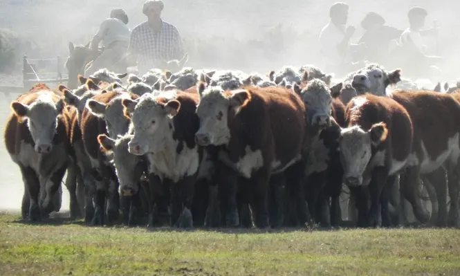 Ganadería: manejo de rodeo Hereford.