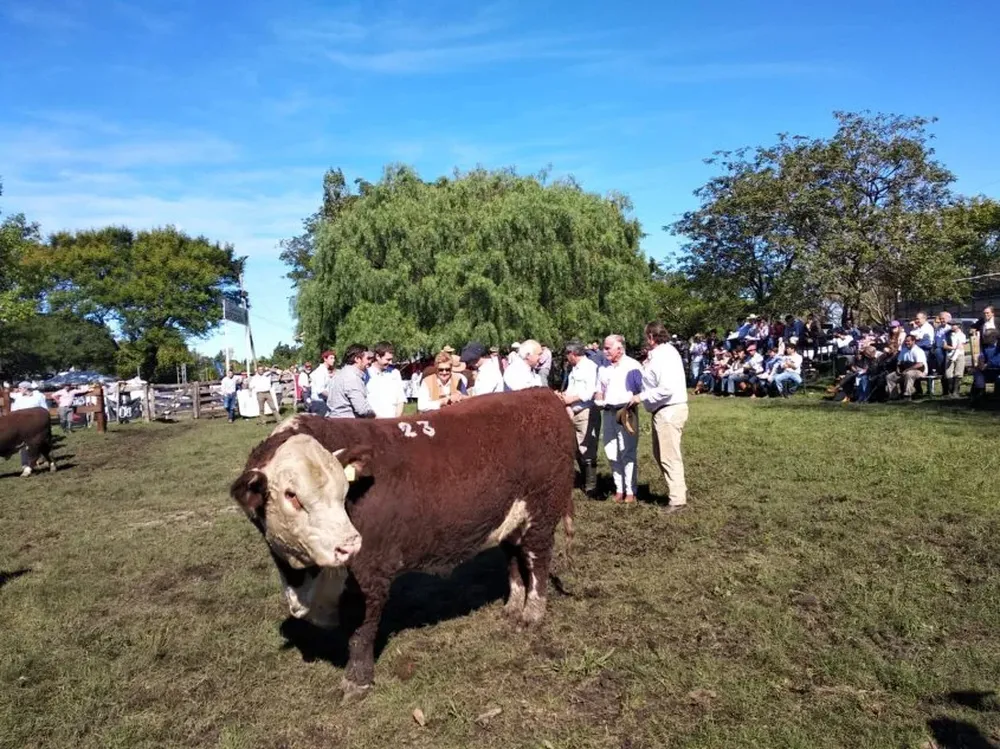 El mejor toro PI del lote reservado de la Sociedad Ganadera de San Salvador