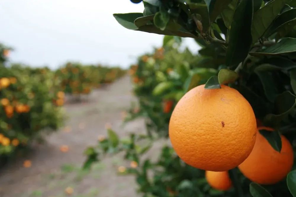 Citrus a Estados Unnidos, se concreta la meta fijada para 2013