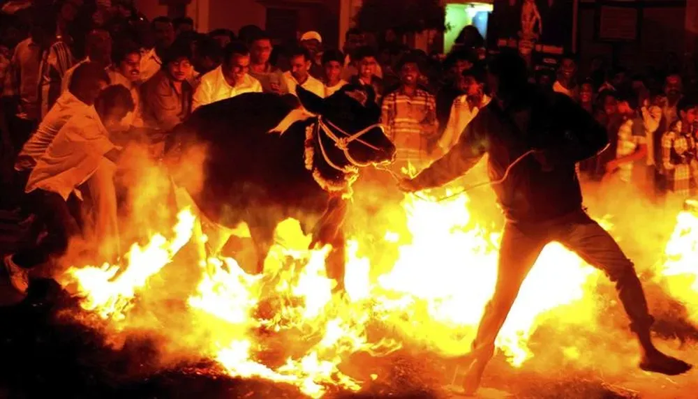 India- Un hombre hace saltar a una vaca por encima de una hoguera durante la celebración del Makara Sankranthi
