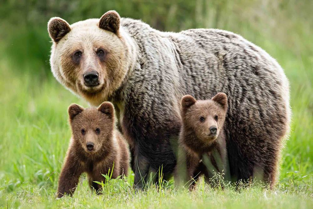 Osos pardos en España.&nbsp;