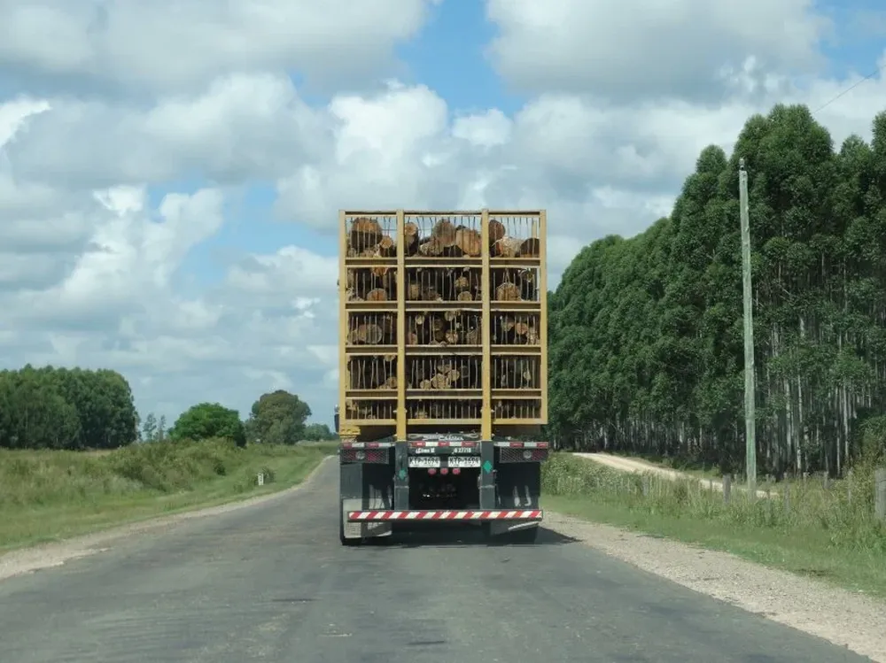 Transporte de madera en Río Negro.
