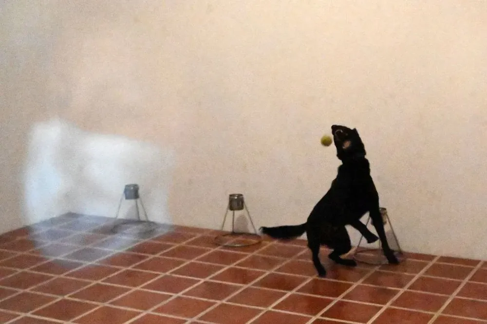 El perro Diamond participa en un entrenamiento para detectar el covid-19 en el Aeropuerto Internacional de San Oscar Romero