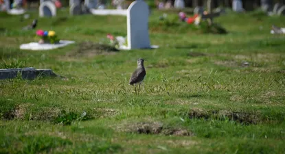 Cementerio del Norte