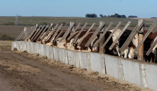 Corral de engorde, en un campo en Durazno.
