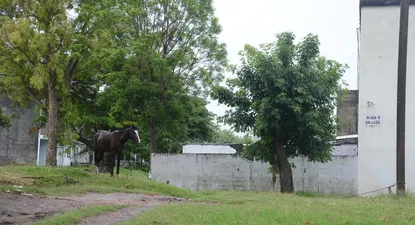 malvin norte: caballos que andan sueltos y nadie se hace cargo