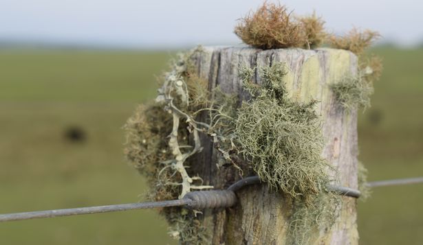 Tierras: el MGAP informó sobre nuevas referencias de valores para los arrendamientos.