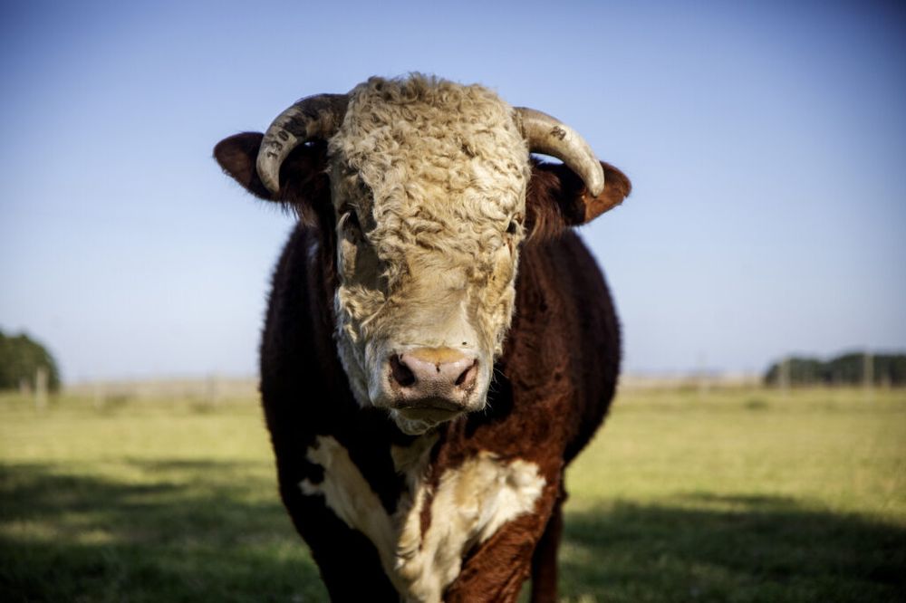 Uruguay: todos los actores de la cadena agroindustrial cárnica atentos a las jugadas del presidente de EEUU, Donald Trump.