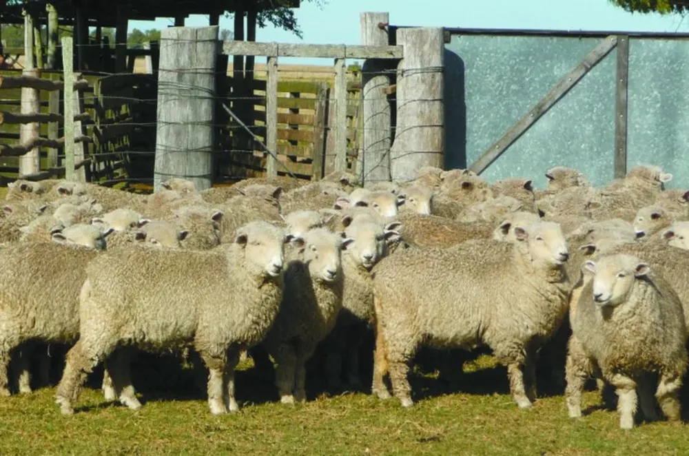 Central Lanera Uruguaya lanzó el Operativo Ovinos 2016