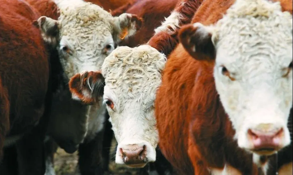 El stock va a caer entre 400 mil y 500 mil vacunos.