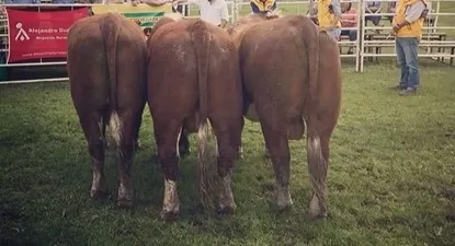 el miercoles 2 en trinidad se vendera el hereford de iguaran