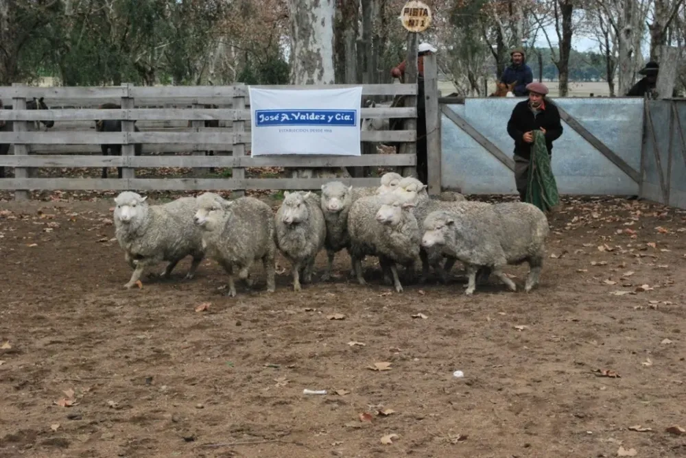 Máximos de US$ 68 por ovejas y de US$ 71 por capones
