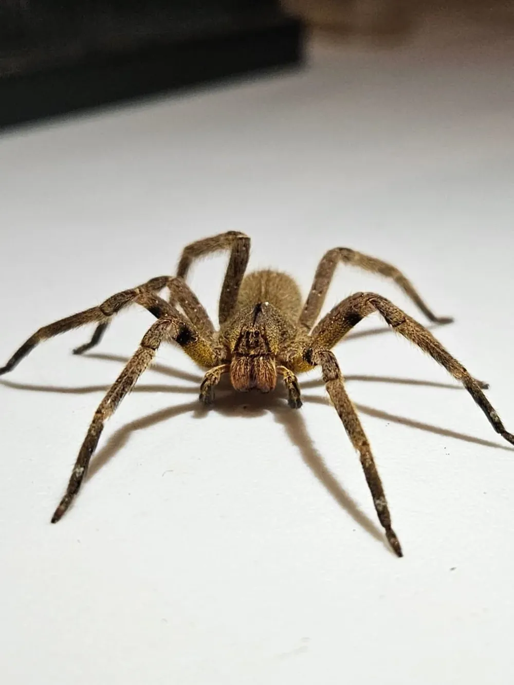 La araña fue encontrada en un puesto de bananas