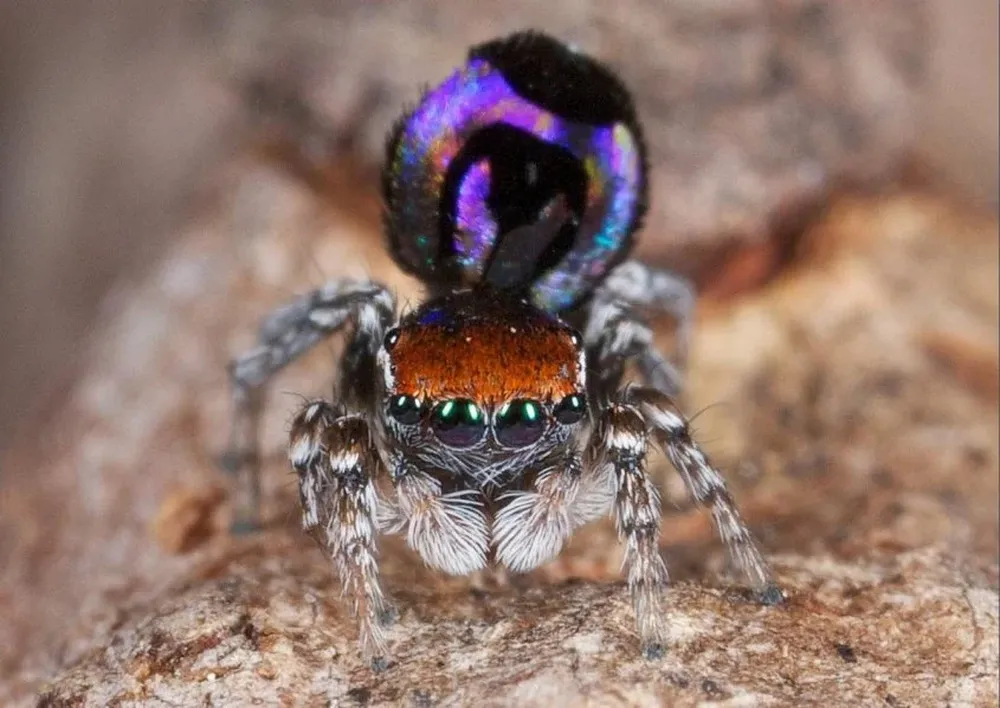 El arcoíris más pequeño de la naturaleza se puede encontrar en el trasero de la araña pavo real Maratus robinsoni